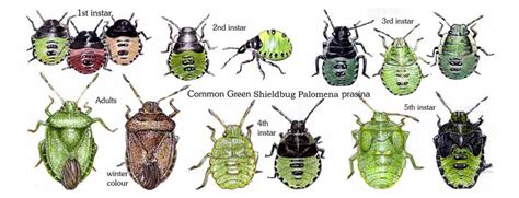 Shieldbugs - illustrated life stages