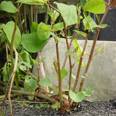 How to spot Japanese Knotweed in Spring 2019 | Wills & Smerdon - Estate Agents in Ripley ...