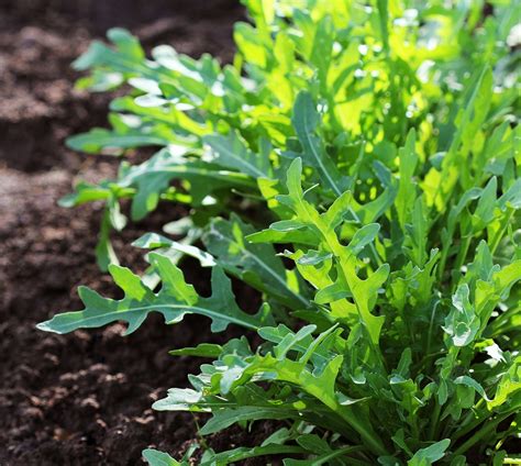 Growing Arugula & Adding a Spicy Bite to The Menu