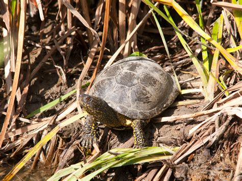 European Pond Turtle | European Pond Turtle - Emys orbicular… | Flickr