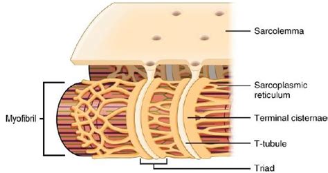 9.3: Skeletal Muscle - Medicine LibreTexts