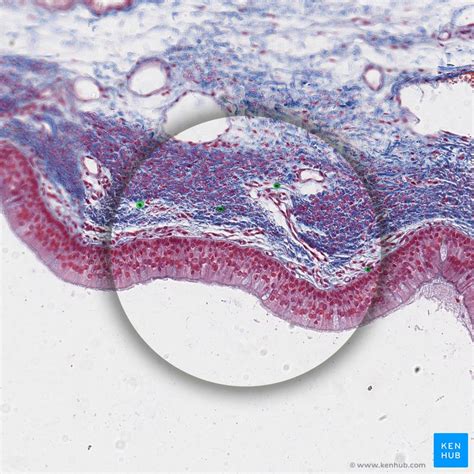 Cells of the immune system: Histology and function | Kenhub