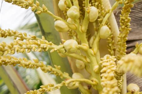 Premium Photo | Freshness coconut flowers brunch on plant.