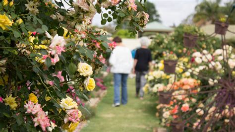 Taking a stroll through Renmark Rose Week open garden