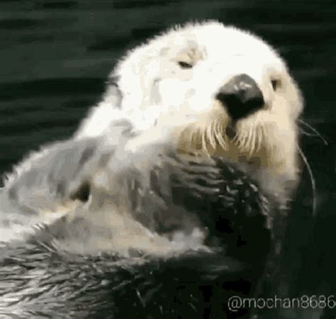 Shower Sea Otter GIF - Shower SeaOtter SummerVibes - Discover & Share GIFs