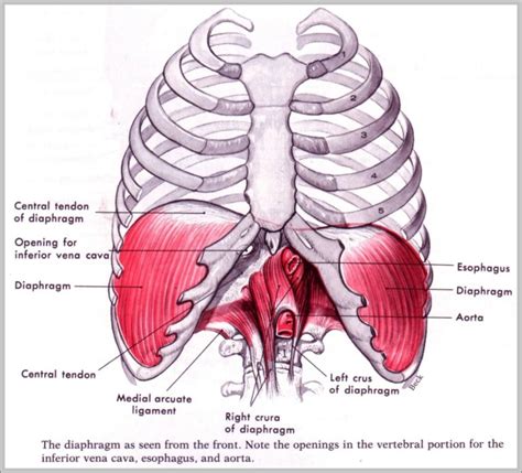 Diaphragm Picture Image | Anatomy System - Human Body Anatomy diagram and chart images