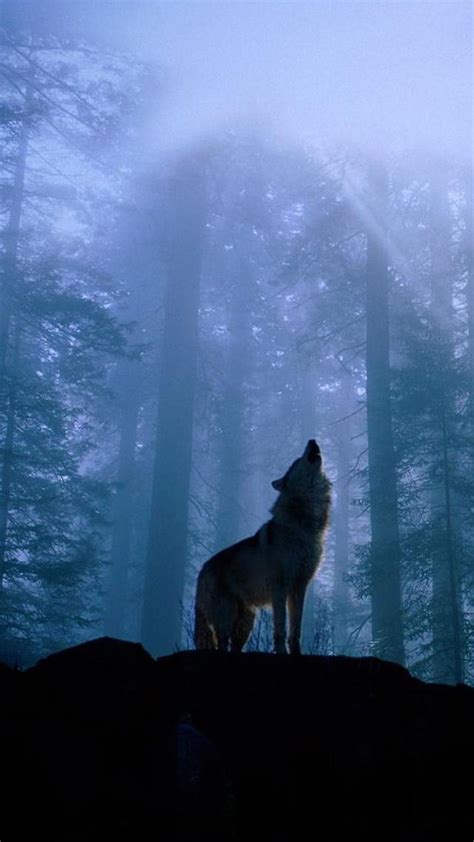 Dark Forest Wolf Wallpapers - Top Free Dark Forest Wolf Backgrounds - WallpaperAccess