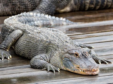 Texas' Alligator Hotspots: Nature's Most Fascinating Predators