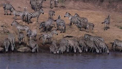 Are Zebra Foals Born Striped? | Animals - mom.me