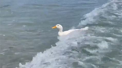 Surfing duck rides a wave at the beach | GMA