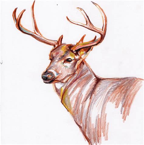 Deer In Pencil Drawing by Anne Seay