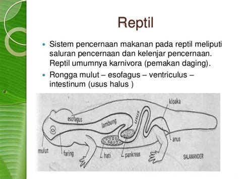 Sistem Pencernaan Hewan