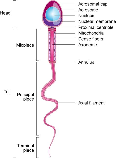 Sperm Structural Characteristic And Function