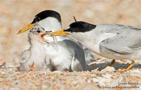 Least Terns: Life on the Edge - The National Wildlife Federation Blog