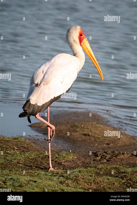 Stork standing on hi-res stock photography and images - Alamy