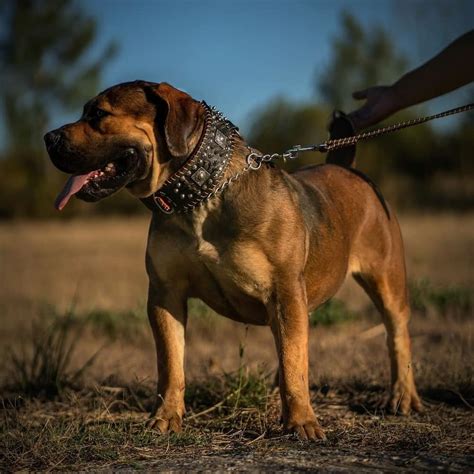 South African Boerboel: reasons why every homeowner should buy this dog breed - Briefly.co.za