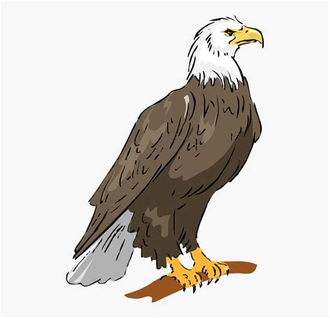 Bald Eagle Eagle Png Image Clipart - Philippine Eagle Drawing With Color, Transparent Png is ...