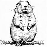 Prairie Dog Coloring Pages  Free & Printable sketch template