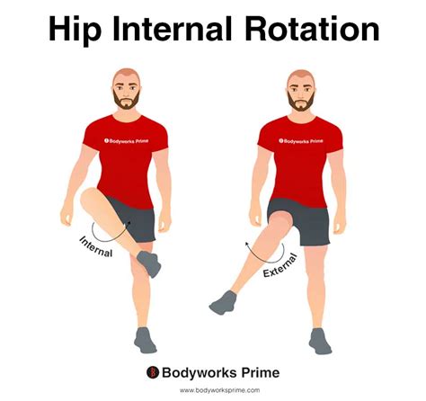 Tensor Fasciae Latae (TFL) Muscle Anatomy - Bodyworks Prime