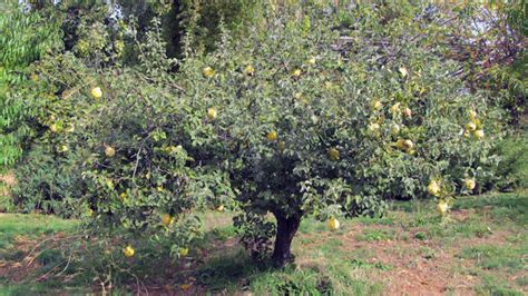 Rescue These Rare Heirloom Fruit and Nut Trees