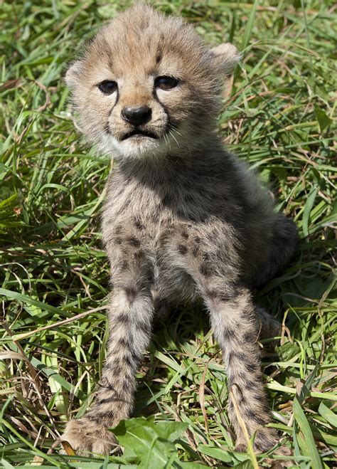 Cheetah cubs (July 18, 2011) | The five cubs were born to Am… | Flickr