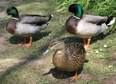 Ducks and Drakes stock image. Image of south, waddle - 216542319