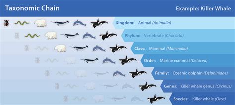 Classification and Keys - Discovering Galapagos