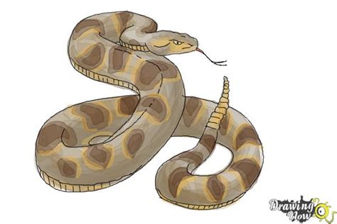 How to Draw a Realistic Snake - DrawingNow