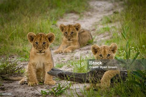 Lion Cubs At Play Stock Photo - Download Image Now - Lion Cub, Moremi ...