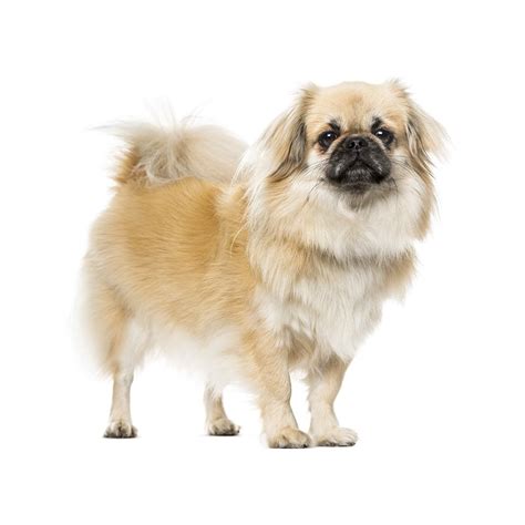 Tibetan Spaniel Breed Information & Insights | Basepaws