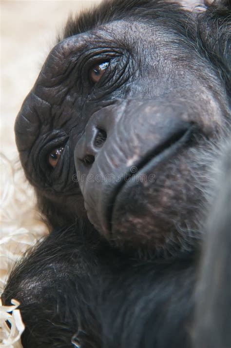 Chimpanzee face close up stock photo. Image of face, shot - 17089872