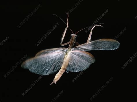 Praying mantis in flight - Stock Image - Z275/0037 - Science Photo Library