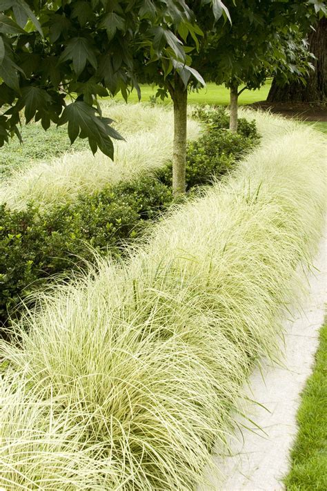 Go ahead, get creative with stripes! Variegated Japanese Sedge Carex ...