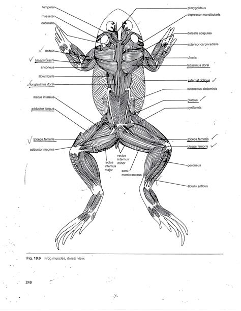 Frog Muscle Anatomy Muscular System Of The Frog Human Anatomy Diagram | Muscular system, Muscle ...