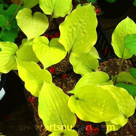 Hosta Fire Island at Arts Nursery