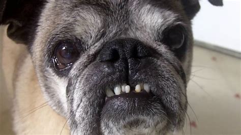 Killer Pug Bares Teeth - YouTube