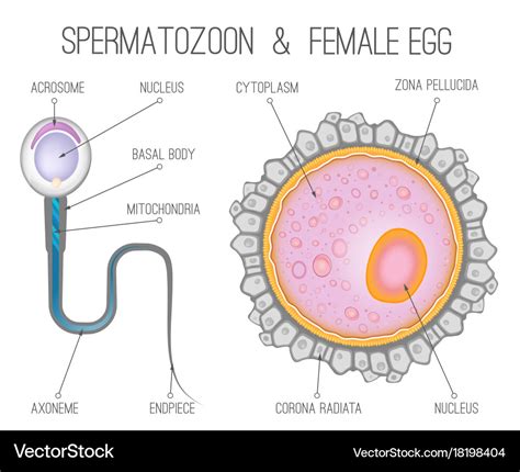 Egg Anatomy Diagram