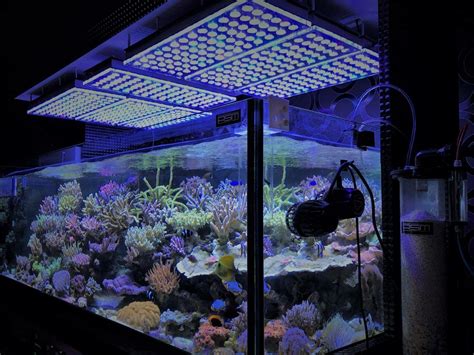 corals- LPS-SPS-marine-tank display | Led aquarium lighting, Marine ...