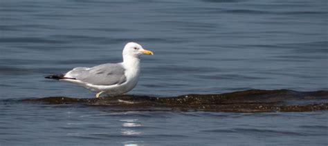 Caspian Gull | Bubo Birding