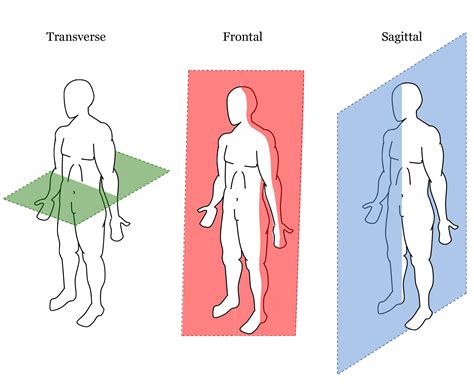 Frontal Plane Definition Anatomy - DEFINITION HWK