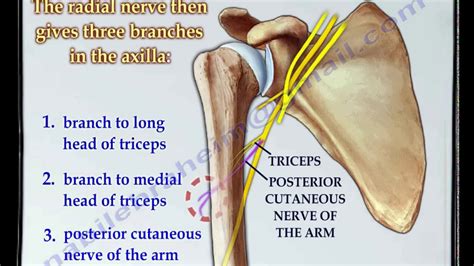 Radial Nerve anatomy - Everything You Need To Know - Dr. Nabil Ebraheim ...