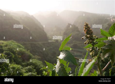 La palma islas canarias islas canarias valles valle verde y exuberante ...