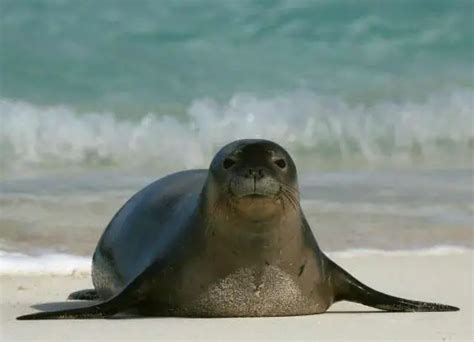 Hawaiian Monk Seal Facts | Hawaiian Monk Seal Habitat & Diet