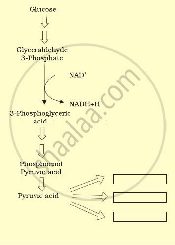 Pyruvic acid is the end product of glycolysis. What are the three metabolic products of pyruvic ...