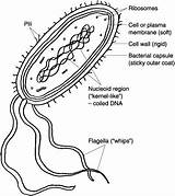 10 Best Images Of Cell Membrane Labeling Worksheet  sketch template