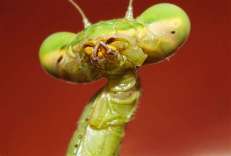 Arthropods, Bugs and insects, Praying mantis