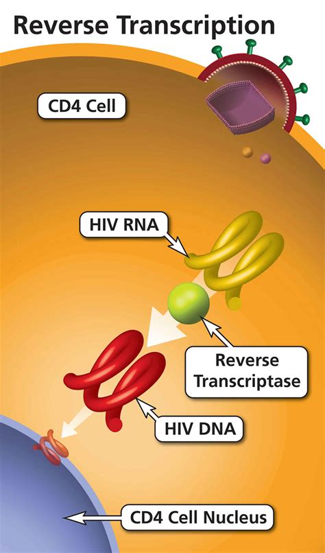 Reverse transcriptase, reverse transcriptase function & reverse transcriptase inhibitors