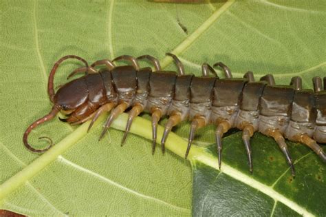 Interesting Facts About House Centipedes