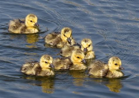 baby geese | Animals, Bird, Baby