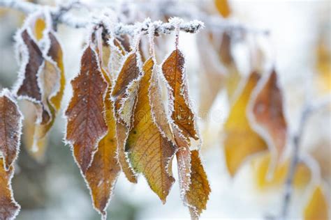 Frost on the leaves stock image. Image of tree, environment - 163161791